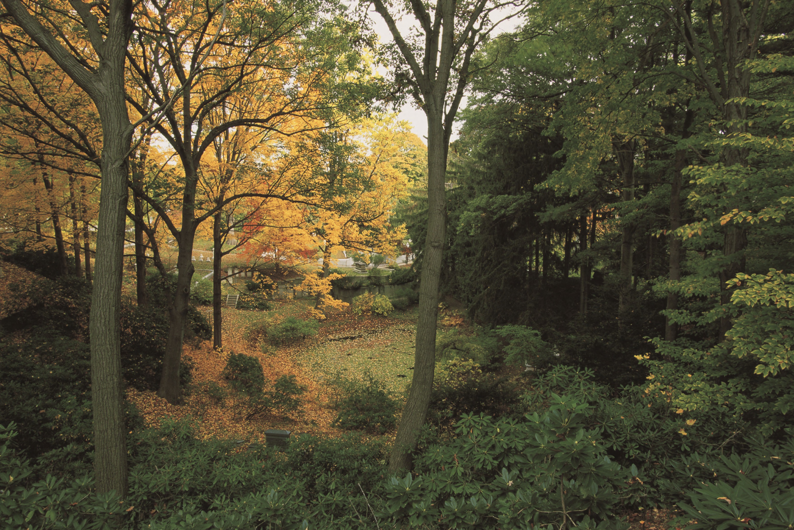 A photograph of a natural woodland in the fall.